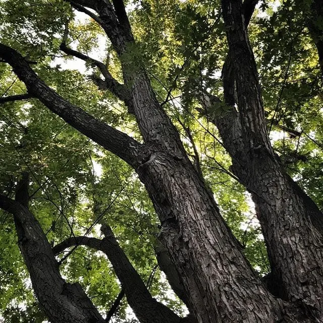 My view this evening. #HammockLife #FavoriteTree