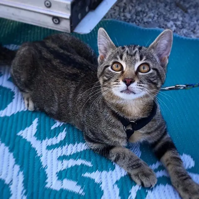 My guess is we were the only folks with a camp kitten last weekend. Prove me wrong! 
#Camping #Kitten #Cat #RVing