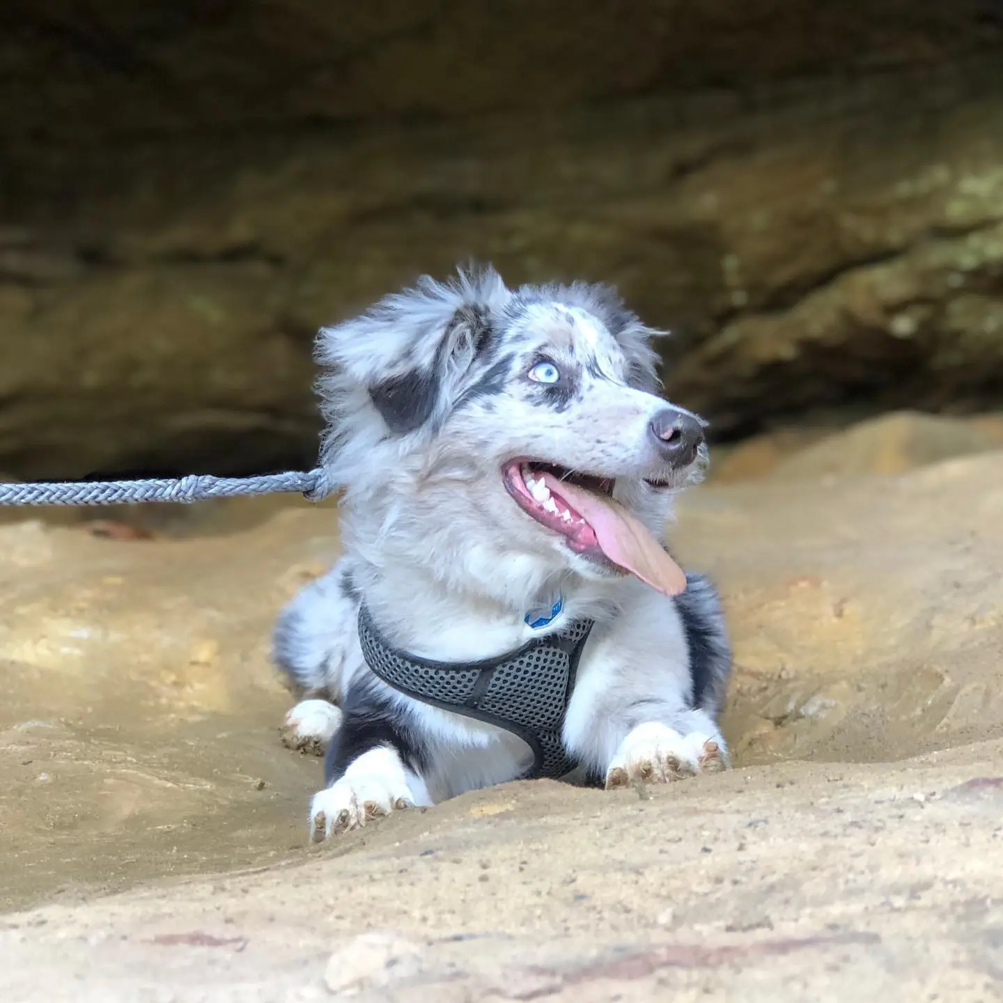 Who else has a furry trail companion? Who else can’t wait to go hiking again?
.
.
.
.
#RedRiverGorge #NaturalBridge #HealthyAtHome #TogetherKY #HikingDog #AustralianShepherd #AussiePuppy