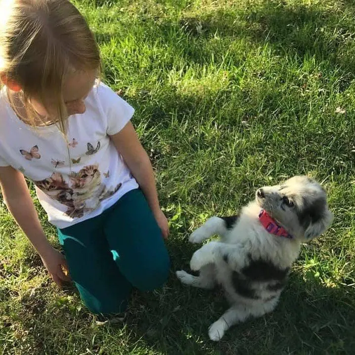 It’s been exactly one year since furry our copilot was welcomed into the family! 
.
.
.
#australianshepherd #aussiepuppy #dog #copilot #furbaby #overland