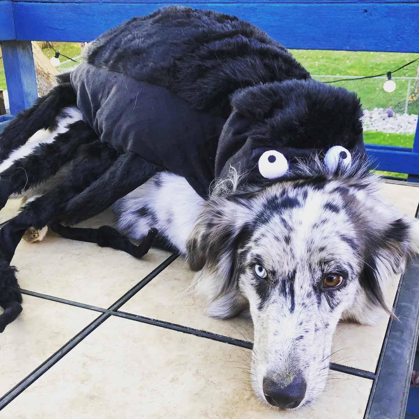 Anyone else dress their furry copilot up in costume for Halloween?
.
.
.
.
#Copilot #MansBestFriend #AussieDog #Spider #Halloween #HalloweenCostume