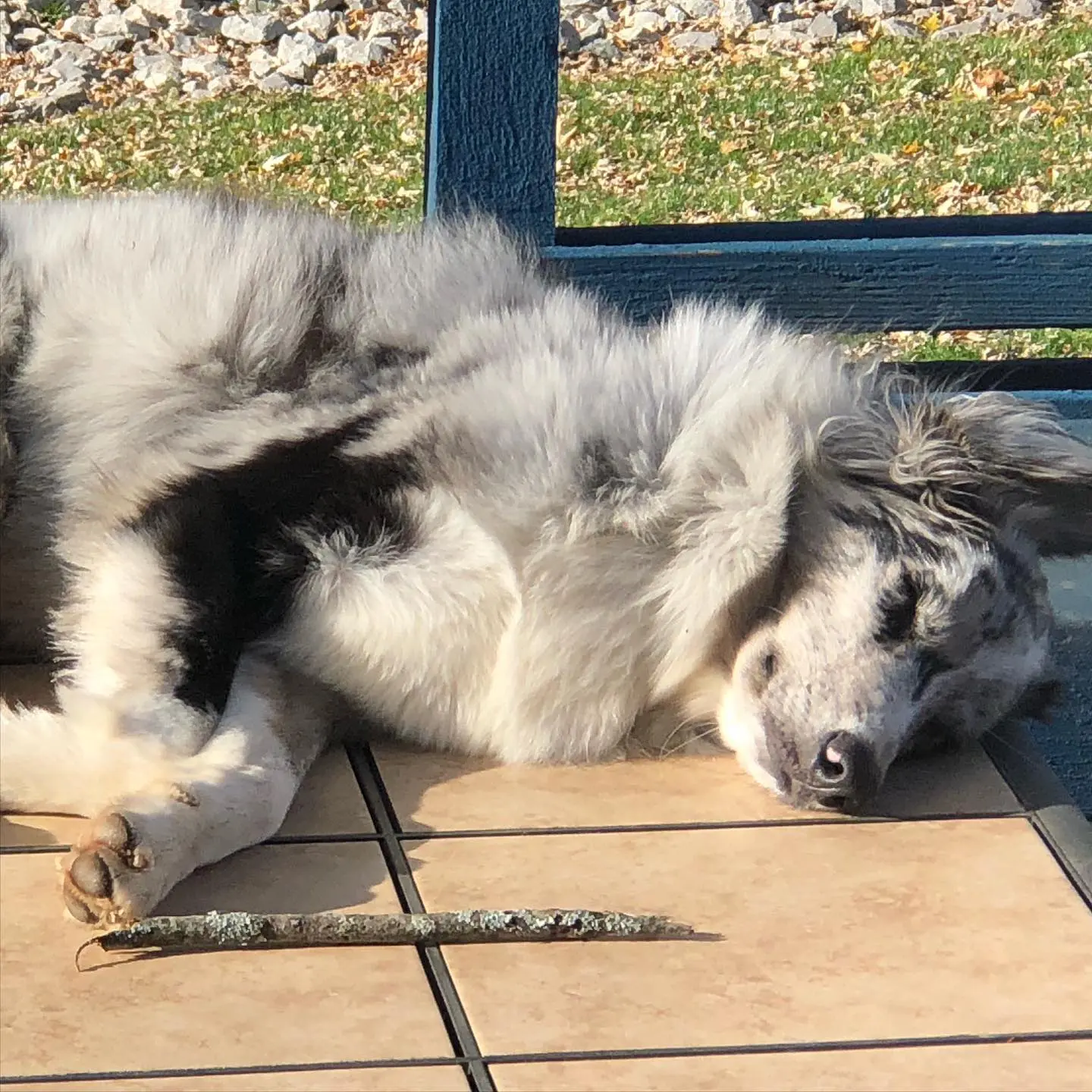 Monday mood. Who is not ready for the week? 
.
.
.
.
.
.
#DogNap #AussiePuppy #AussieDog #Mondays #DogLife #WorkWeek