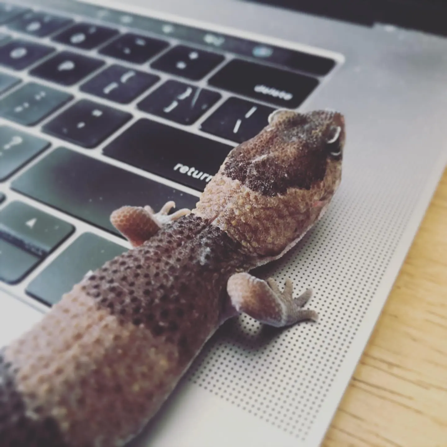 Who else has some interesting critters at home? The daughter (and her gecko) are helping in the home office today.