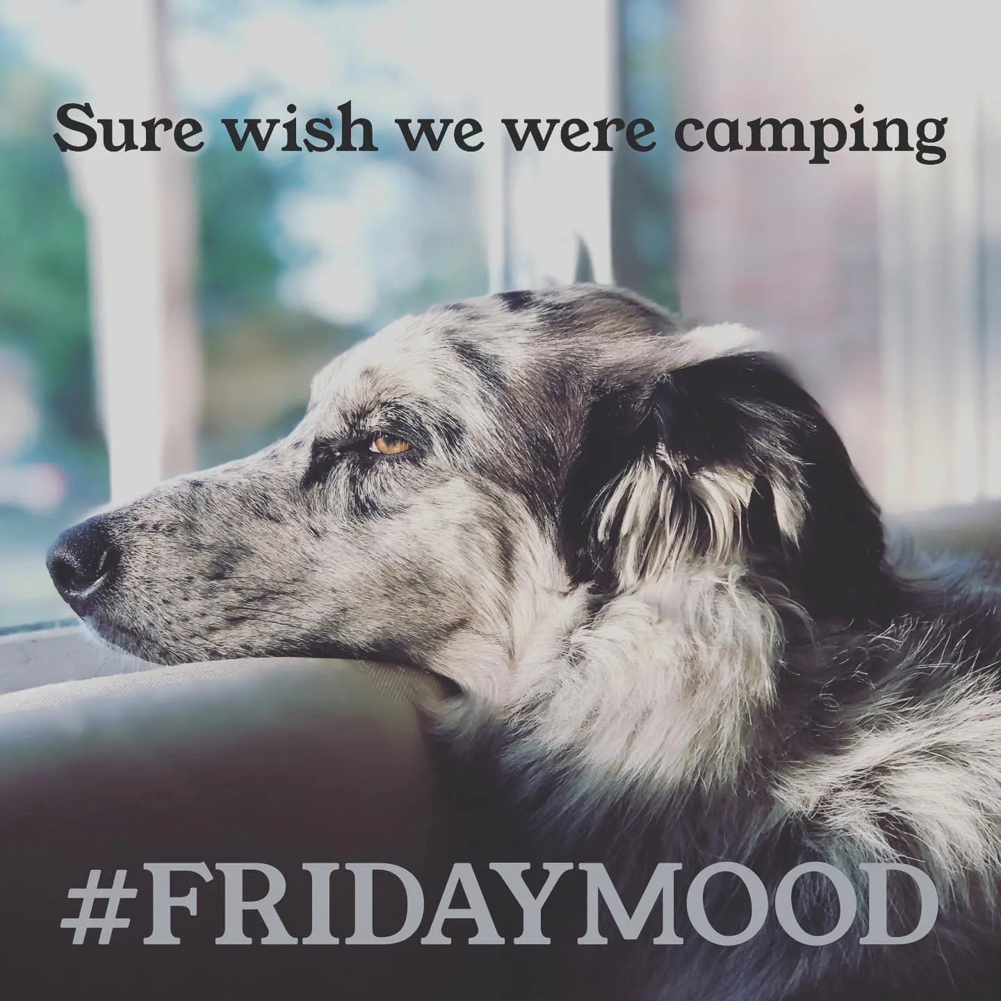 Who is with Walker Dog? #FridayMood